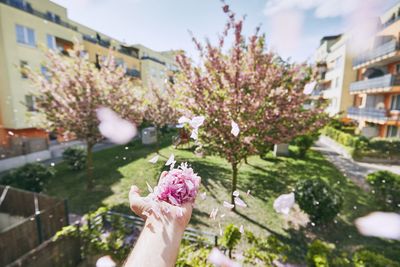 Cropped image of hand holding pink flower at park amidst buildings