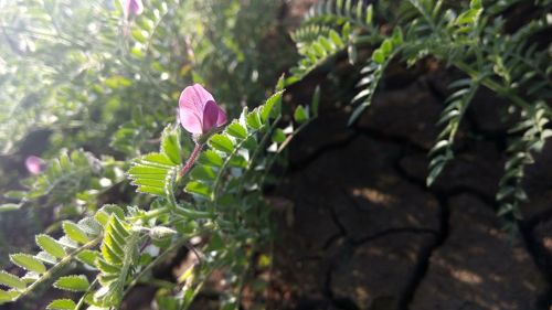 Close-up of fresh green plant
