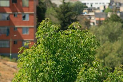 Close-up of plant against building