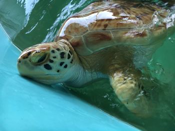 Close-up of turtle in water container