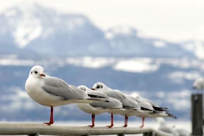 Close-up of seagull perching on sea against sky