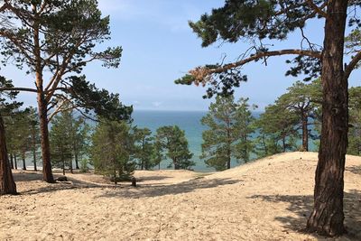 Trees on landscape against sky