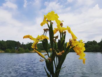 Close-up of yellow flowering plant against sky