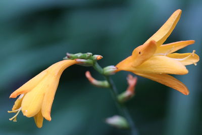 Close-up of flowering plant