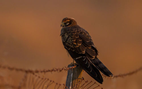 Low angle view of owl perching on a bird