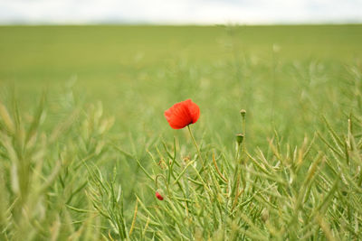 Closeup of a red poppy growing on a green field