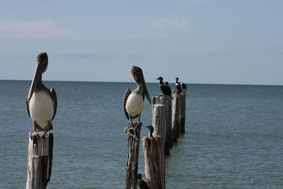 Pelicans social distancing