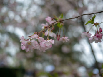 Close-up of pink cherry blossoms in spring