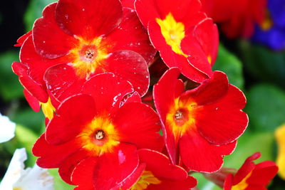 Close-up of red flowering plant