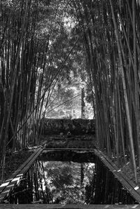 Bamboo trees in forest