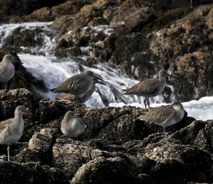 Birds on beach