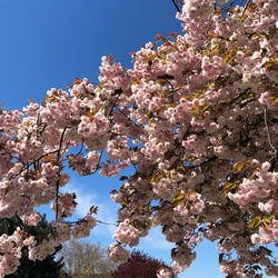 Low angle view of cherry blossoms against sky