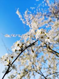 Low angle view of cherry blossoms in spring