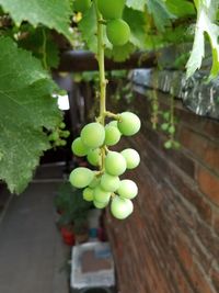 Close-up of grapes growing in vineyard