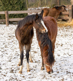 Close-up of two horses