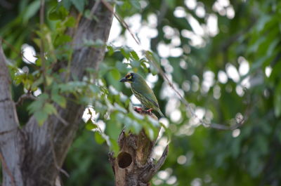 Low angle view of bird perching on tree