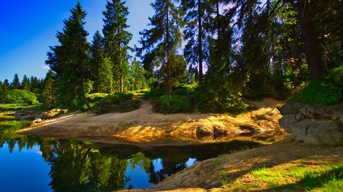 Scenic view of lake by trees in forest against sky