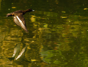 Bird flying over lake