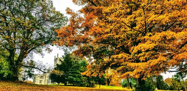 Trees in park during autumn