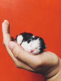 Cropped hand holding kitten against wall