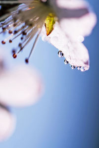 Close-up of water drops on plant