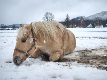 Farm horse laying in snow in cloudy winter day. beautiful white horse on snowy spring pasture