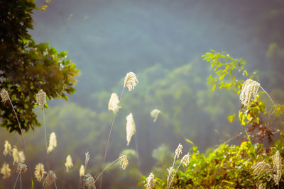 Close-up of flowering plants on land