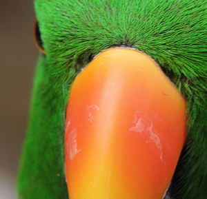 Close-up of fresh green leaf