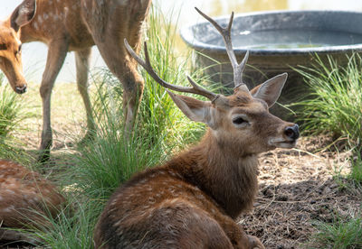 Deer in a field