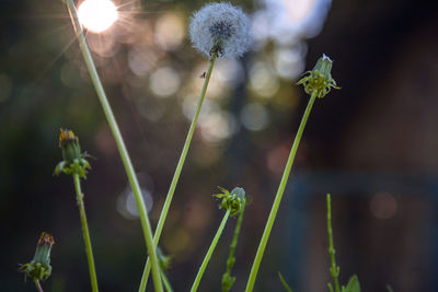 Close-up of small plant growing on field