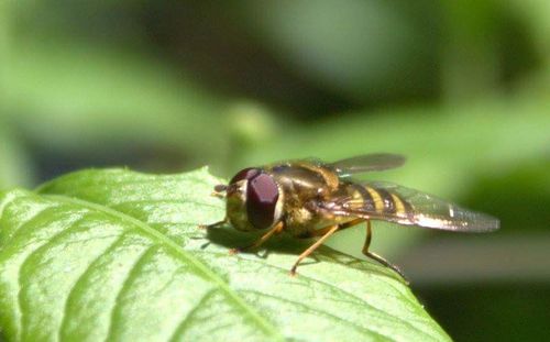 Close-up of insect on leaf