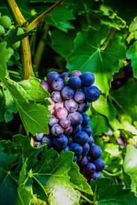 Close-up of blackberries growing in vineyard