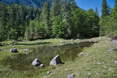 View of birds in the forest