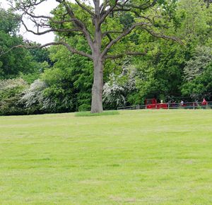 Trees in park