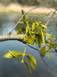 Close-up of green leaves on branch