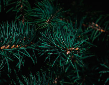 Close-up of pine tree