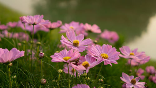 Pretty pink petals of cosmos flowers blossom on green leaves and small bud in a field