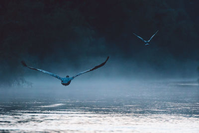 Swans  flying over sea against sky