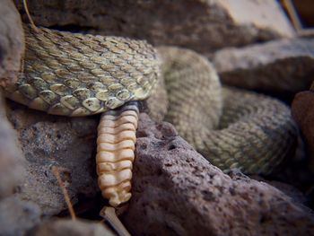 Close-up of snake