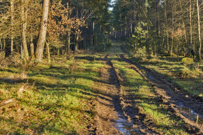 Trees growing in forest