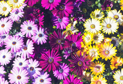 High angle view of pink flowering plants