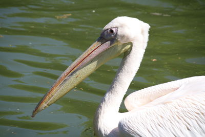 Close-up of pelican swimming in lake