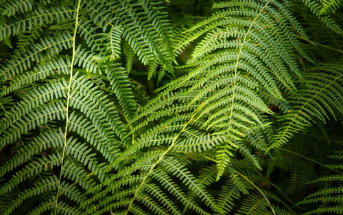 Full frame shot of palm tree leaves