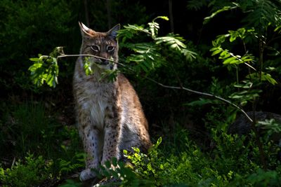 Cat looking away