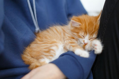 Cute little ginger kitten is sleeping in the arms of girl, domestic animals concept.