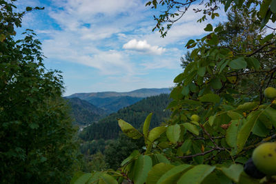 Plants growing on tree against sky