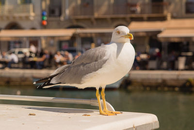 Close-up of seagull perching outdoors