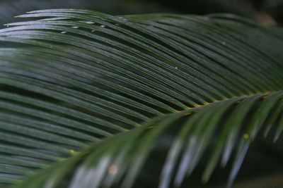 Close-up of palm leaves