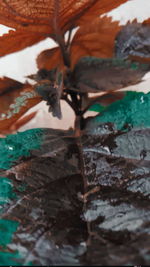 Close-up of dry leaves on wall