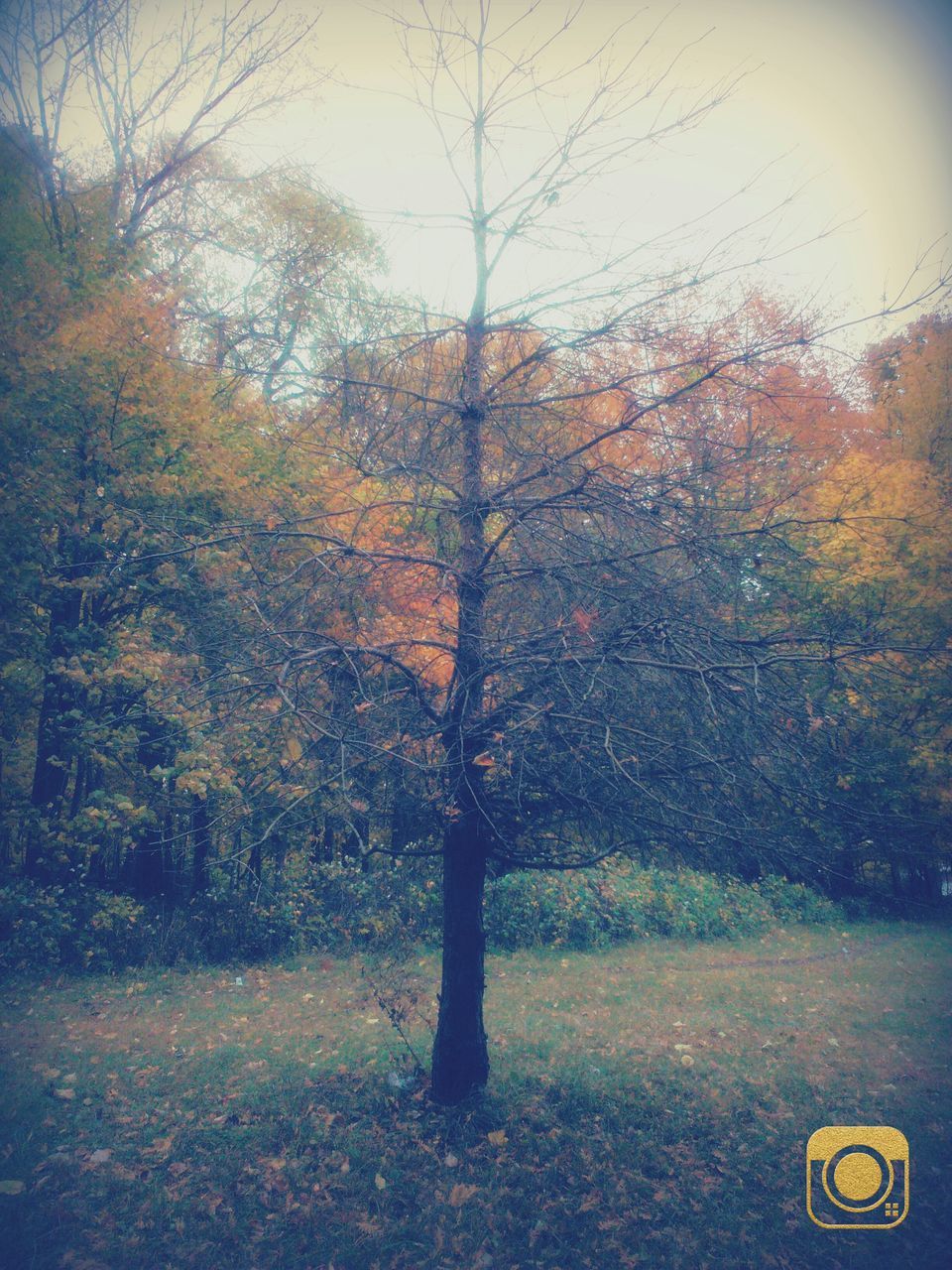 tree, autumn, tranquility, growth, nature, tranquil scene, change, season, field, branch, bare tree, beauty in nature, grass, day, scenics, outdoors, no people, landscape, park - man made space, sky